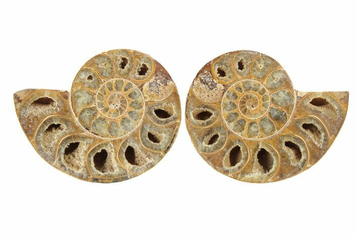 Jurassic Cut & Polished Ammonite Fossil - Madagascar #239504